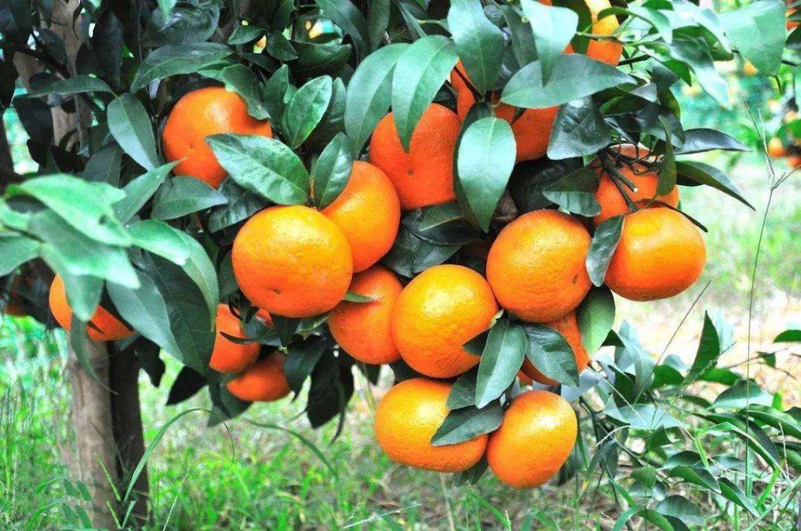 柑橘,果园,果树,柑橘,水果